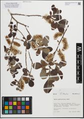 Foto von Salix pedicellata Desf.